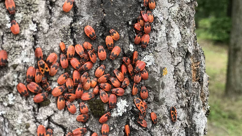 В Брянской области ночью 23 августа 2023 года похолодает до 10 градусов тепла