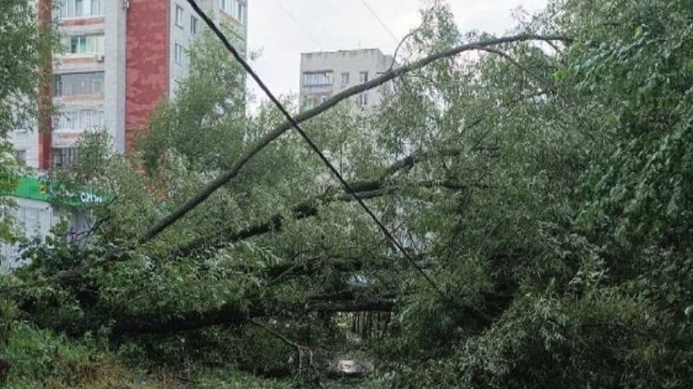 В Володарском районе Брянска на улице Вяземского рухнуло дерево