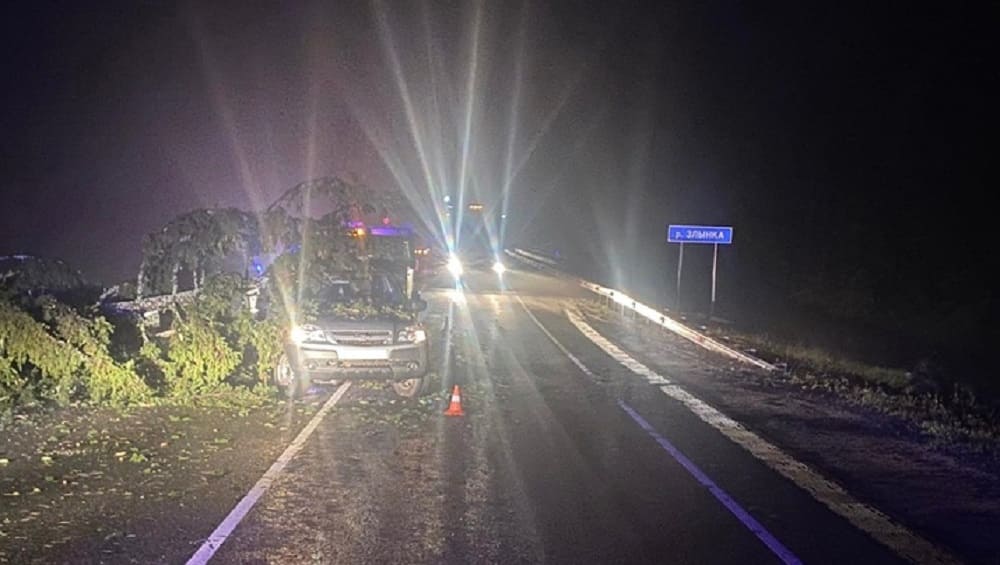 В Злынковском районе на ехавший по трассе автомобиль рухнуло дерево – пострадал пассажир
