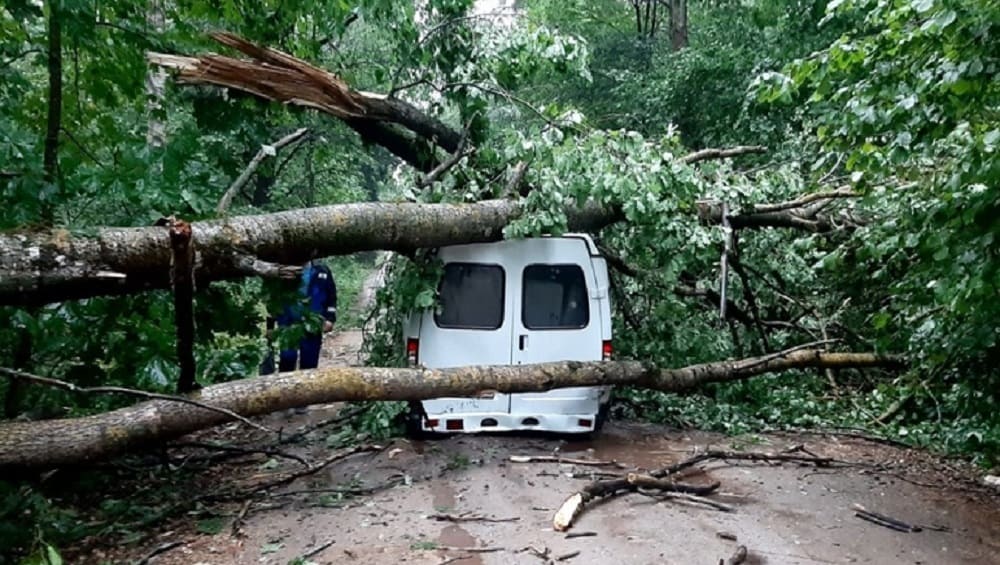 В Локте на «Газель» рухнуло поваленное ураганным ветром дерево – пострадали два человека
