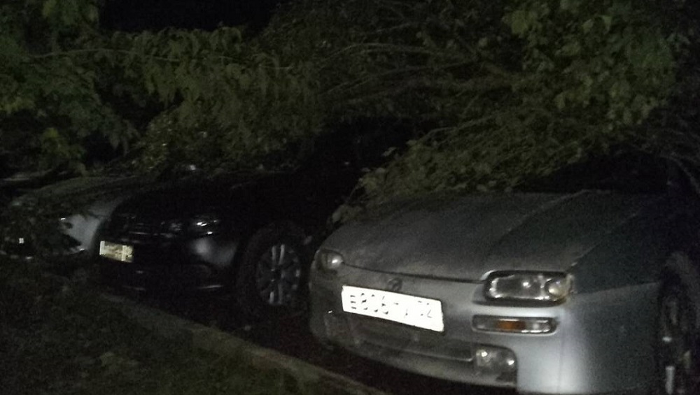 В Брянске на улице Мичурина во дворе дома упавшее дерево повредило три автомобиля