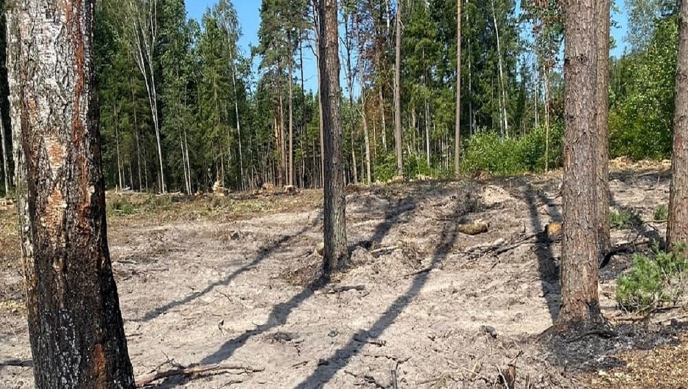 В Дятьковском районе Брянской области 7 августа семеро спасателей потушили лесной пожар
