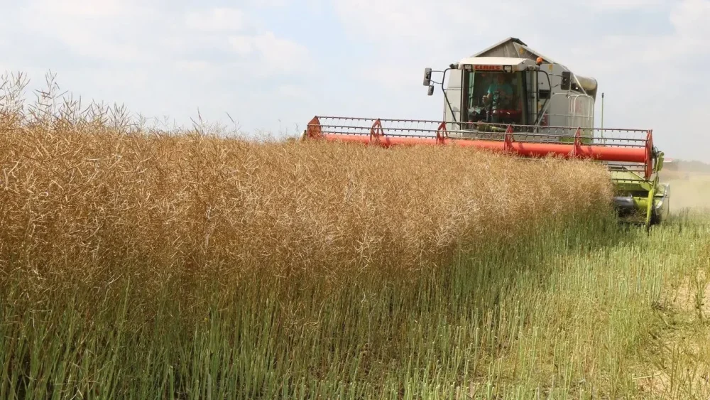 В Брянской области к 21 августа обмолочено 127 тысяч га зерновых и масличных культур