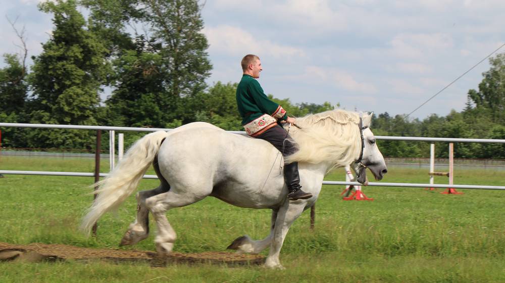 Нежная хватка берейторов: Локотской конезавод становится местом притяжения