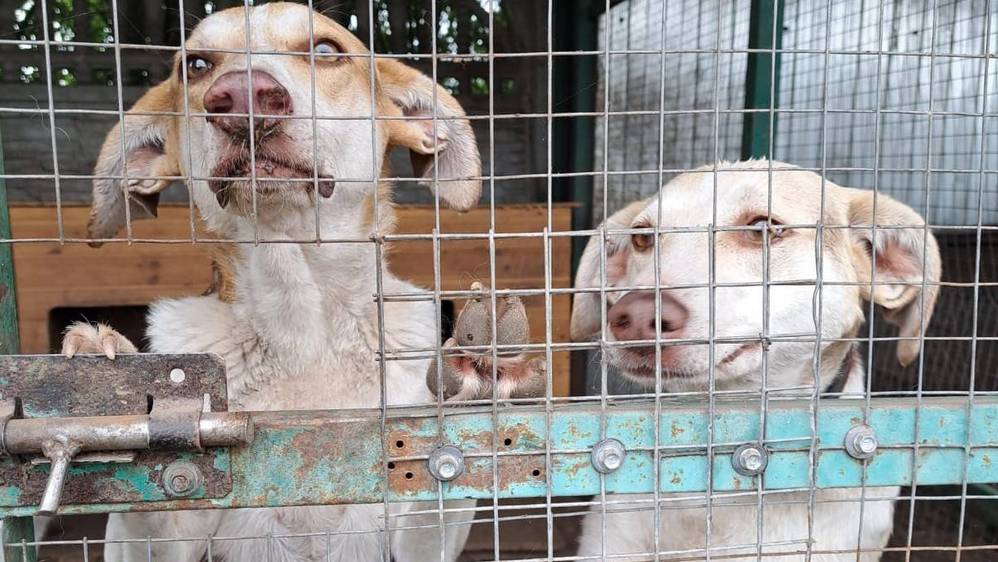 Жителей Стародубского округа власти предупредили об отлове бездомных собак 12 апреля
