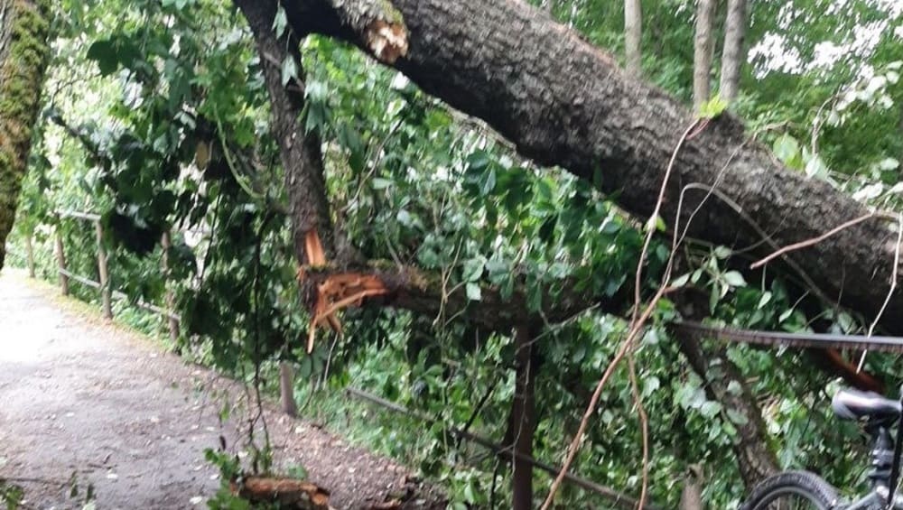 В Клинцах Брянской области поваленное ураганом дерево травмировало ребёнка-велосипедиста