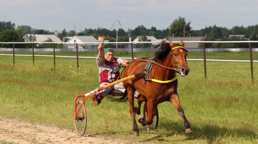 Нежная хватка берейторов: Локотской конезавод становится местом притяжения