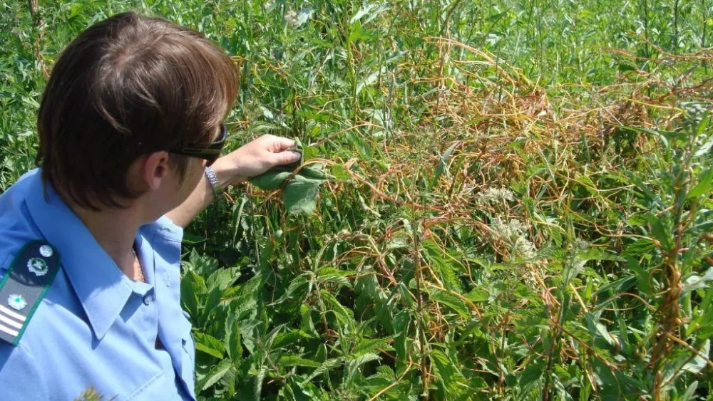 В Погарском районе Брянской области установили карантин и санитарный режим
