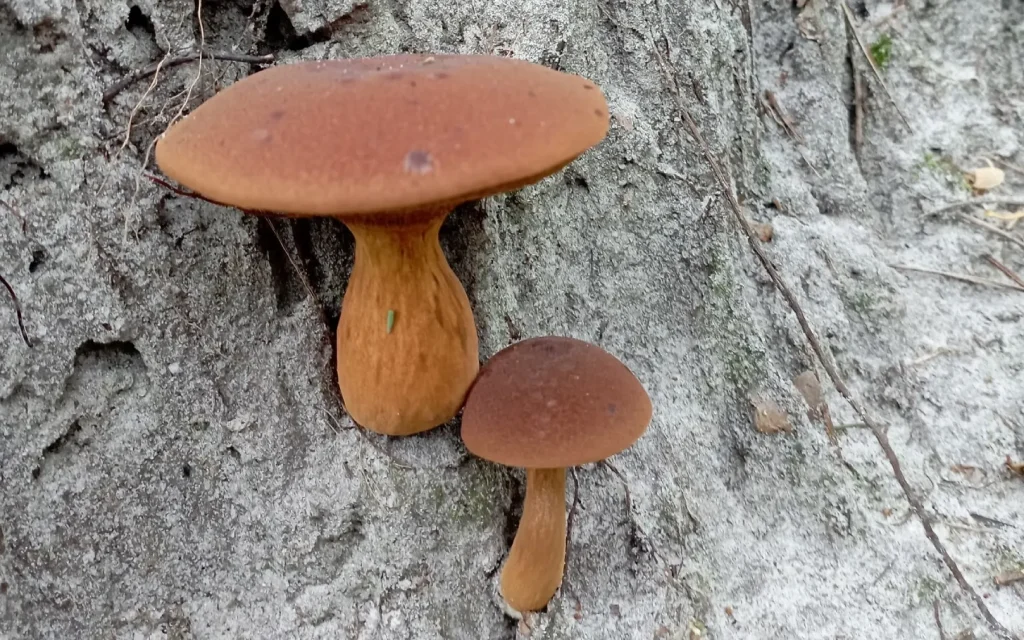 Жители Брянской области открыли тихую охоту теплыми осенними днями