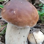 Жители Брянской области открыли тихую охоту теплыми осенними днями