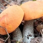 Жители Брянской области открыли тихую охоту теплыми осенними днями