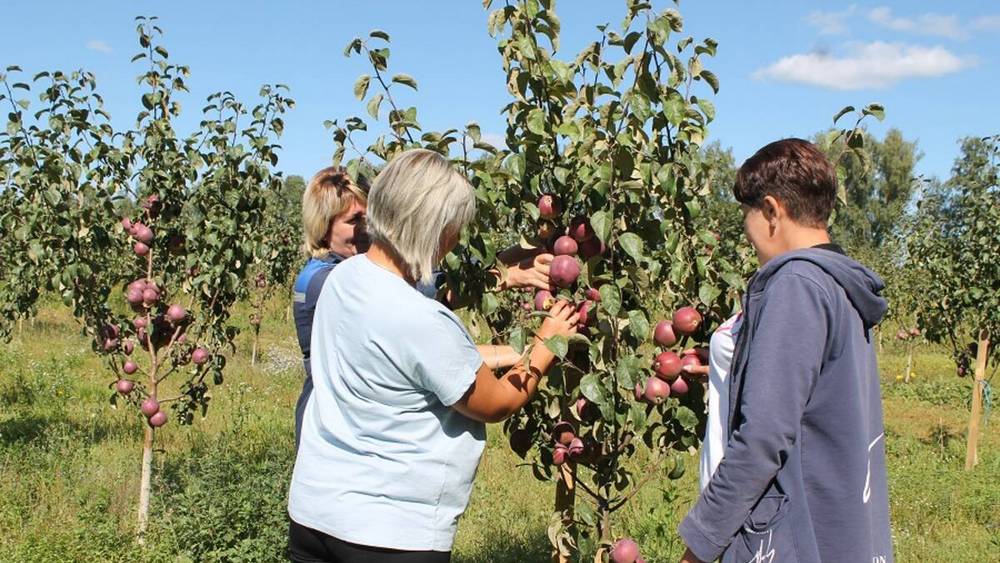 В Брасовском районе начался сбор яблок в саду «Сельхозника»