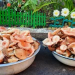 Жители Брянской области открыли тихую охоту теплыми осенними днями