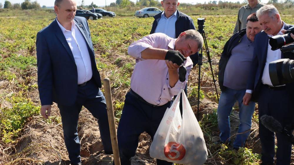 Брянские хозяйства получили в этом году небывалый урожай картофеля