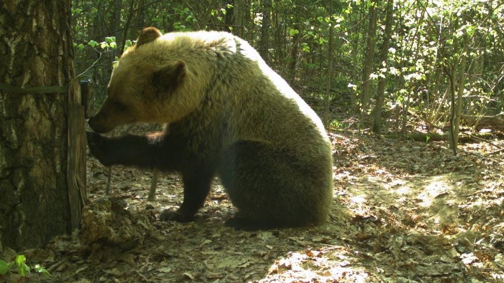 Разозлившиеся медведь и рысь уничтожили фотоловушки в «Брянском лесу»