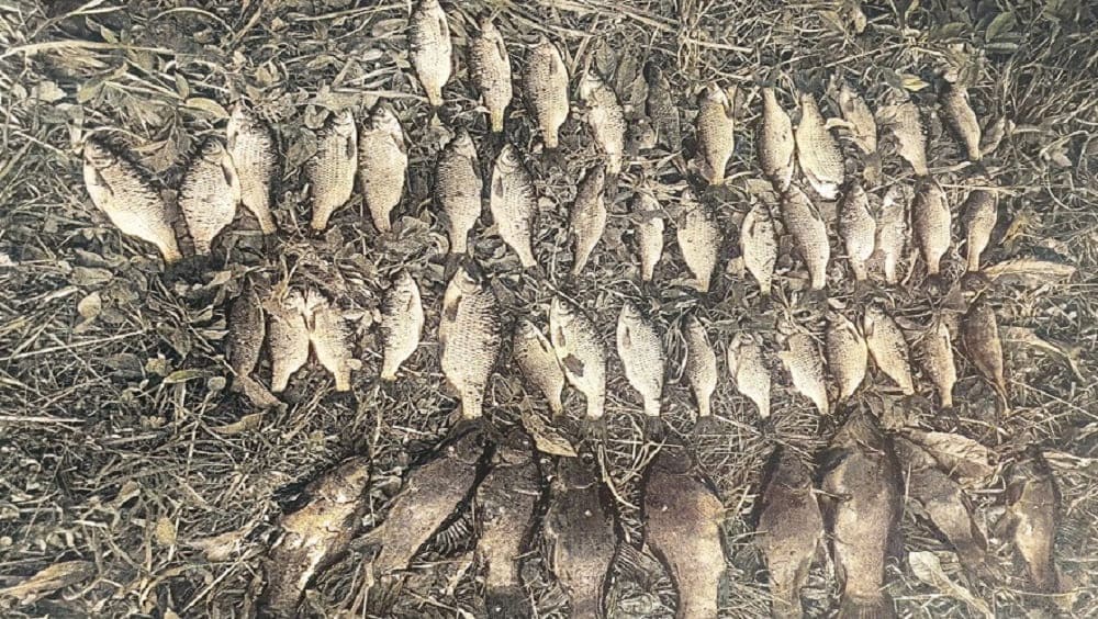 В Унече двое браконьеров получили условные сроки за незаконную добычу 51 рыбы