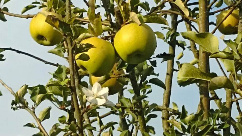 В Брянске осенью каштаны выпустили весенние белые свечи