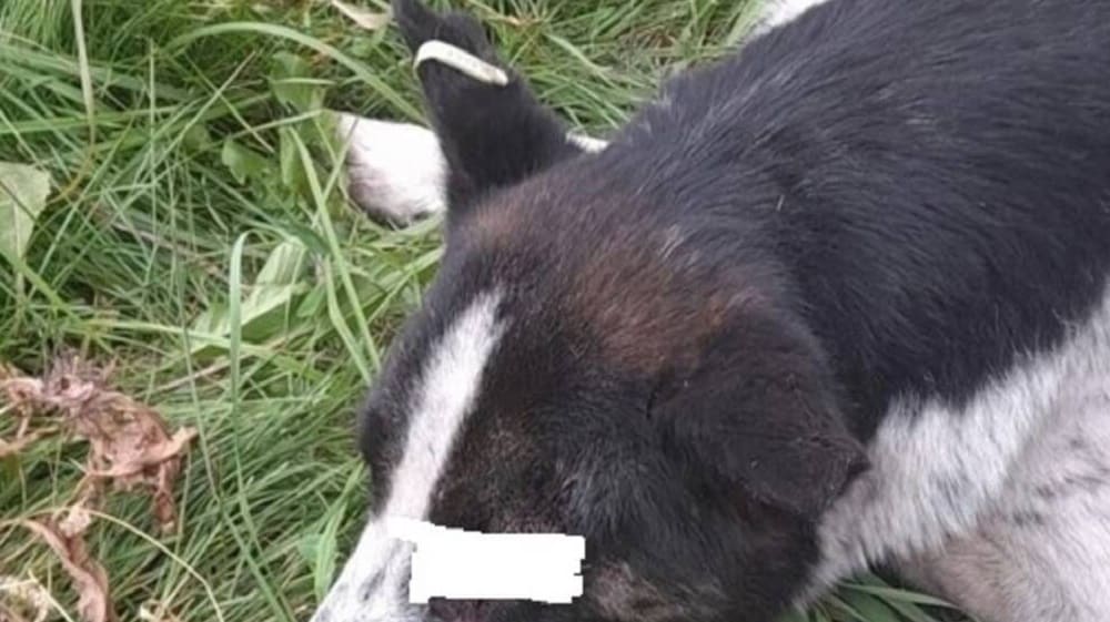 В Брянске неизвестные живодёры палкой едва не выбили глаз собаке