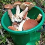 Жители Брянской области открыли тихую охоту теплыми осенними днями