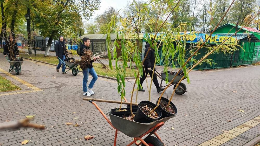 В парках Брянска посадили 233 молодых дерева