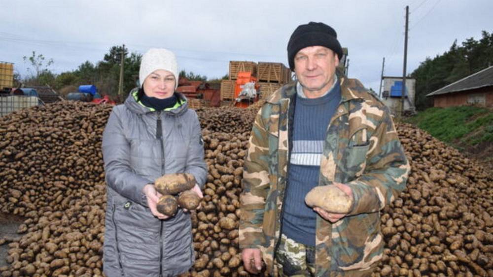 Брянский фермер Рублёв стал лидером по урожайности картофеля в районе