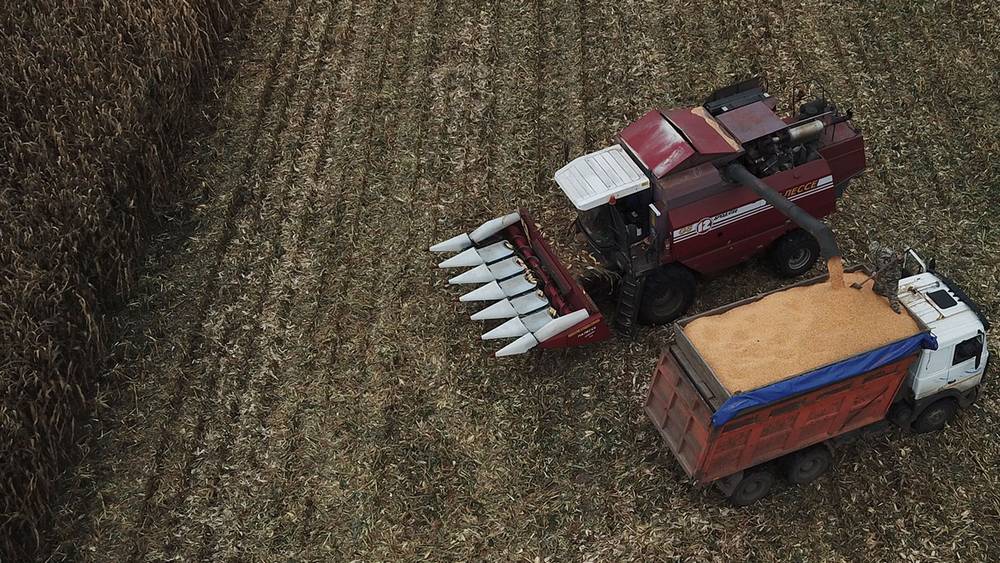 В Брянской области валовой сбор зерна кукурузы вырос за 10 лет в 10 раз