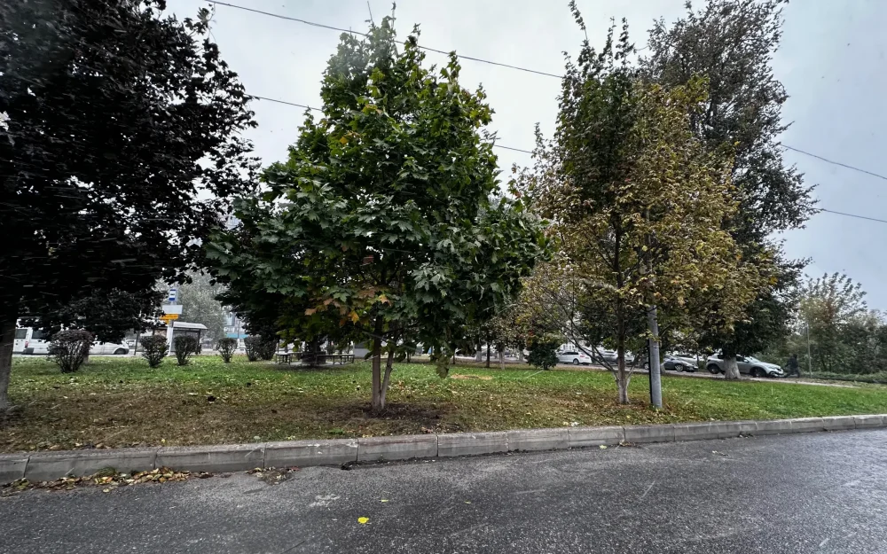 Жителей Брянска предупредили о грозах и ураганном ветре в последний день июня