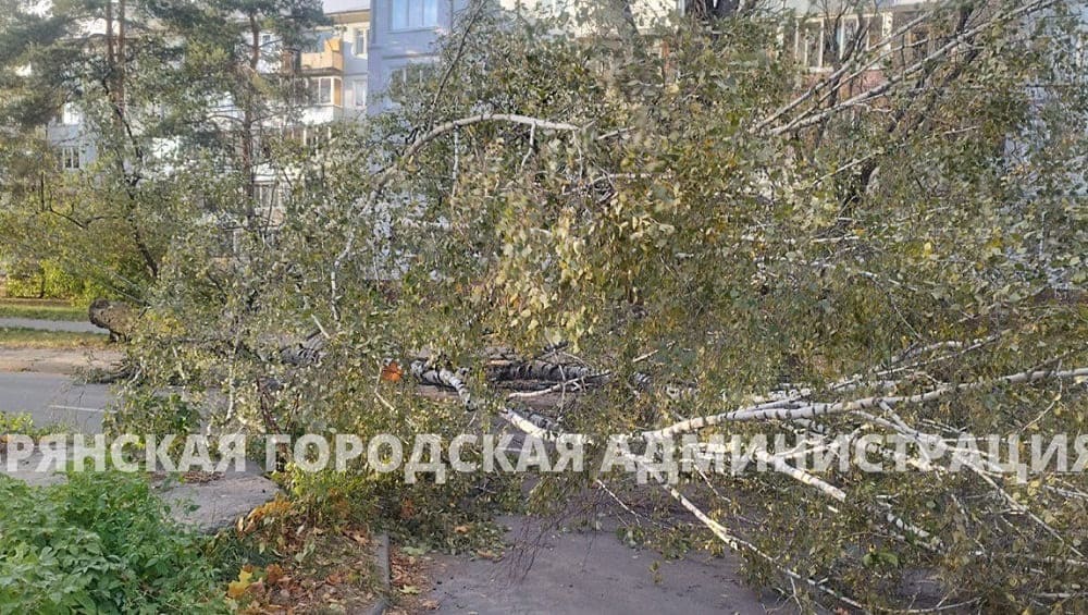 В Брянске поваленные ураганным ветром деревья упали на 3 автомобиля и забор детсада