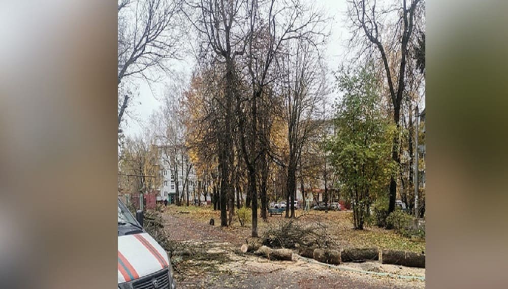 В Советском районе Брянска спасатели распилили рухнувшее на улице Докучаева дерево