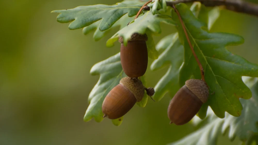 В Брянской области школьники собрали 100 кг желудей для восстановления леса 