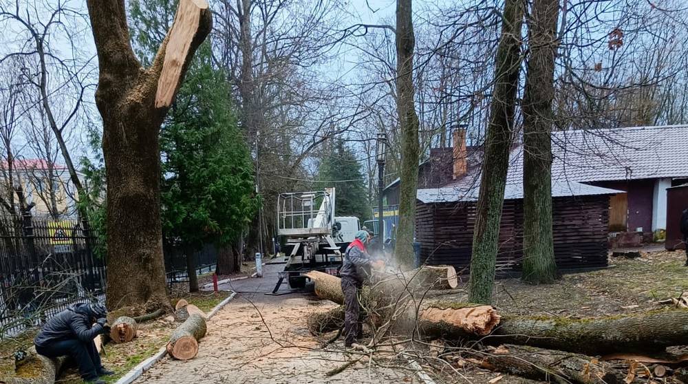 Парк Толстого в Брянске облысеет до новых дубов и кленов