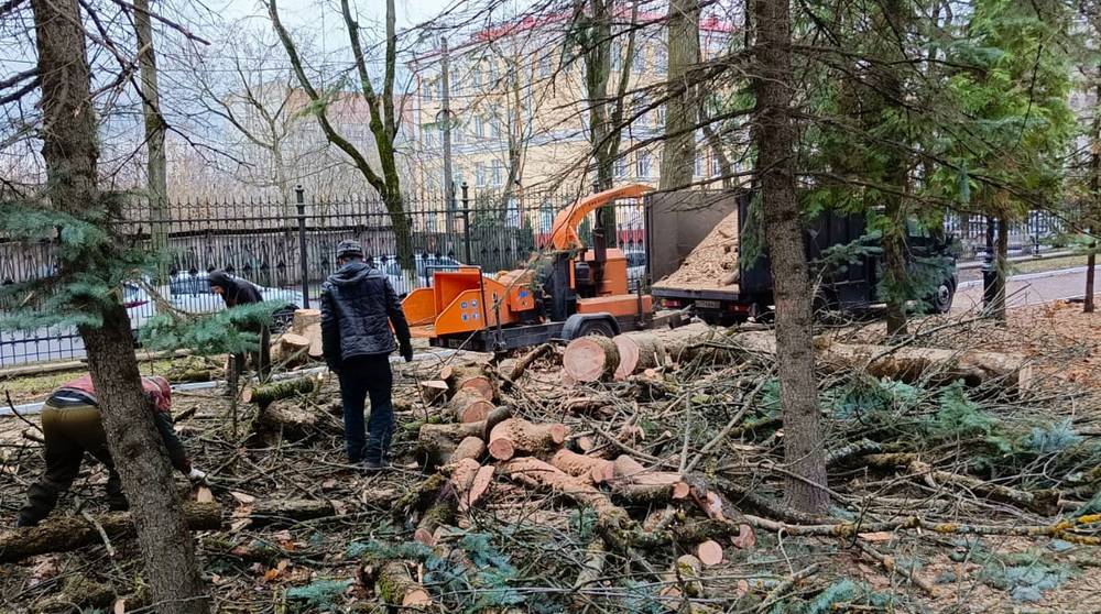 Парк Толстого в Брянске облысеет до новых дубов и кленов