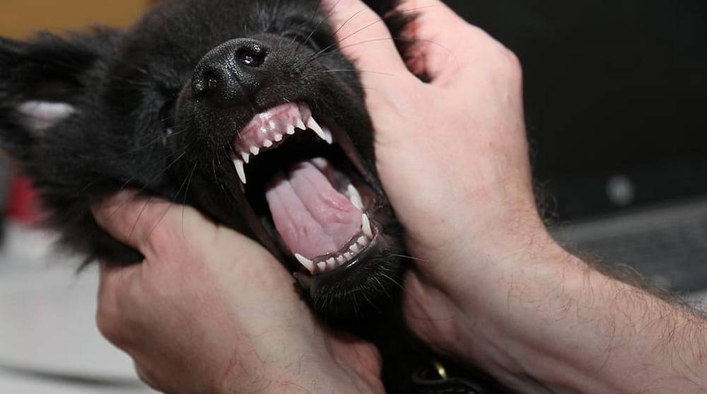 В Трубчевске чиновников заставили выплатить 30 тысяч рублей покусанной собакой девочке