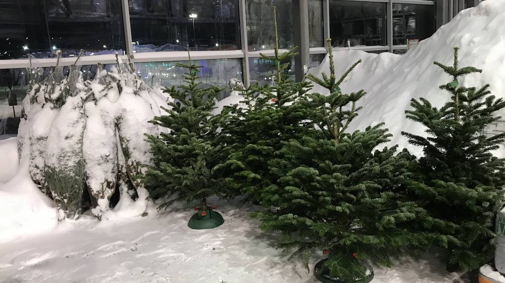 Из Брянской области в другие регионы России отправили 19 тысяч новогодних елей и сосен