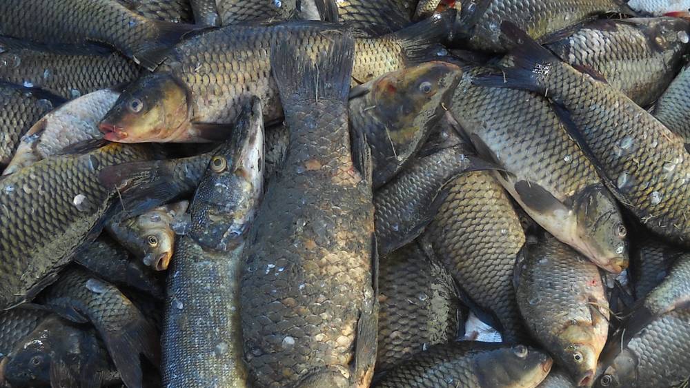 В Брянской области сообщили о массовой гибели рыбы в реке Ипути