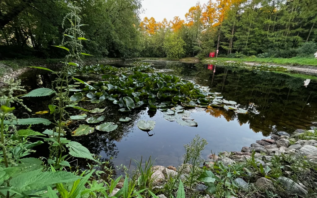 Брянская природоохранная прокуратура напомнила, что запрещено в водоохранной зоне