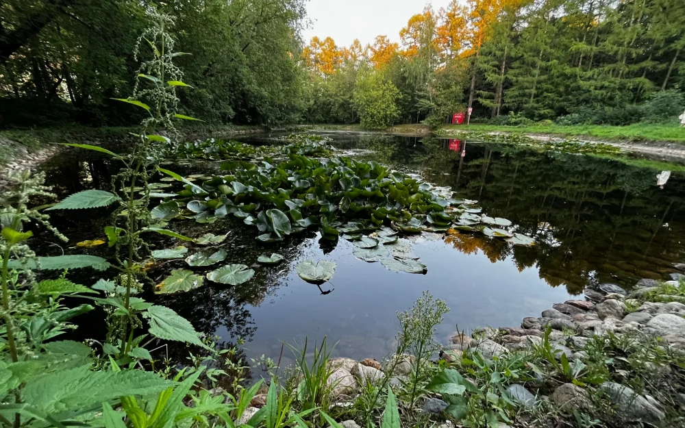 Брянская природоохранная прокуратура напомнила, что запрещено в водоохранной зоне