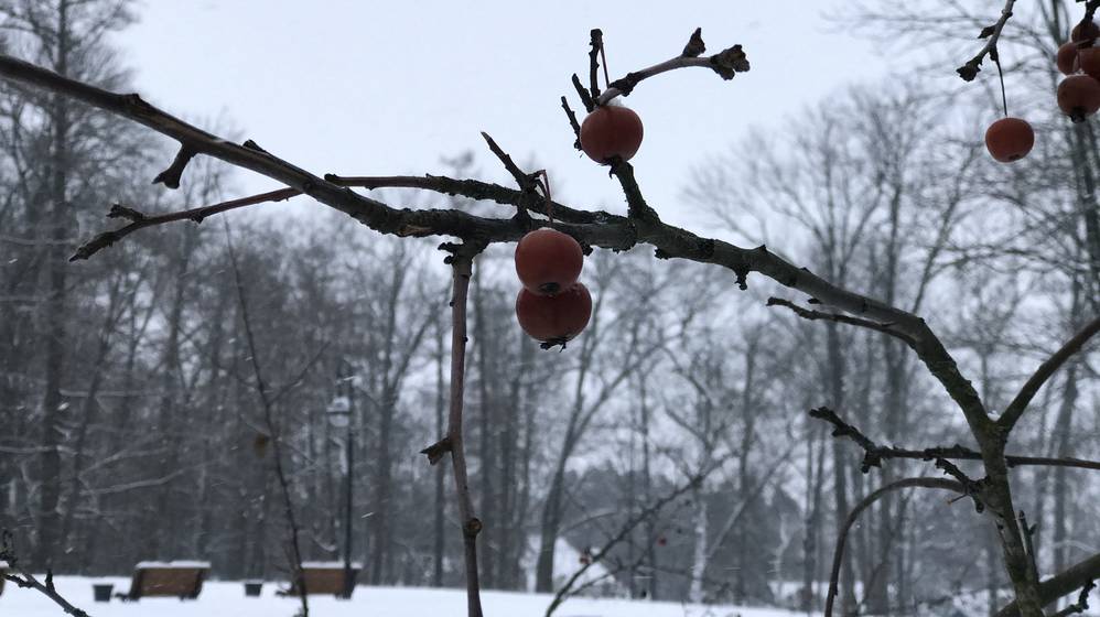 В ночь на Рождество в Брянской области похолодает до 21 градуса мороза