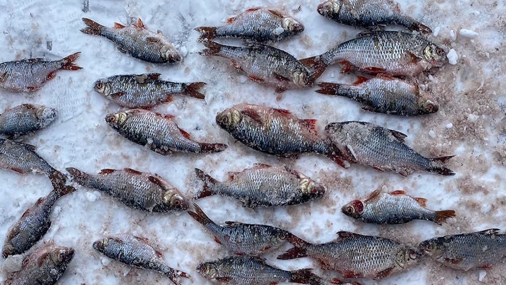 В Погарском районе инспекторы ДПС поймали троих браконьеров с 395 рыбами