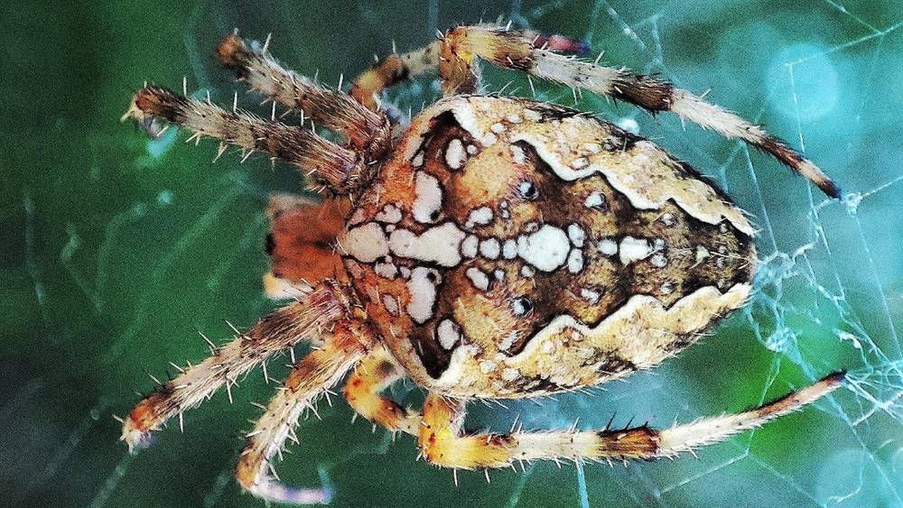 В Суземском районе внимание привлек один из крупнейших пауков Европы