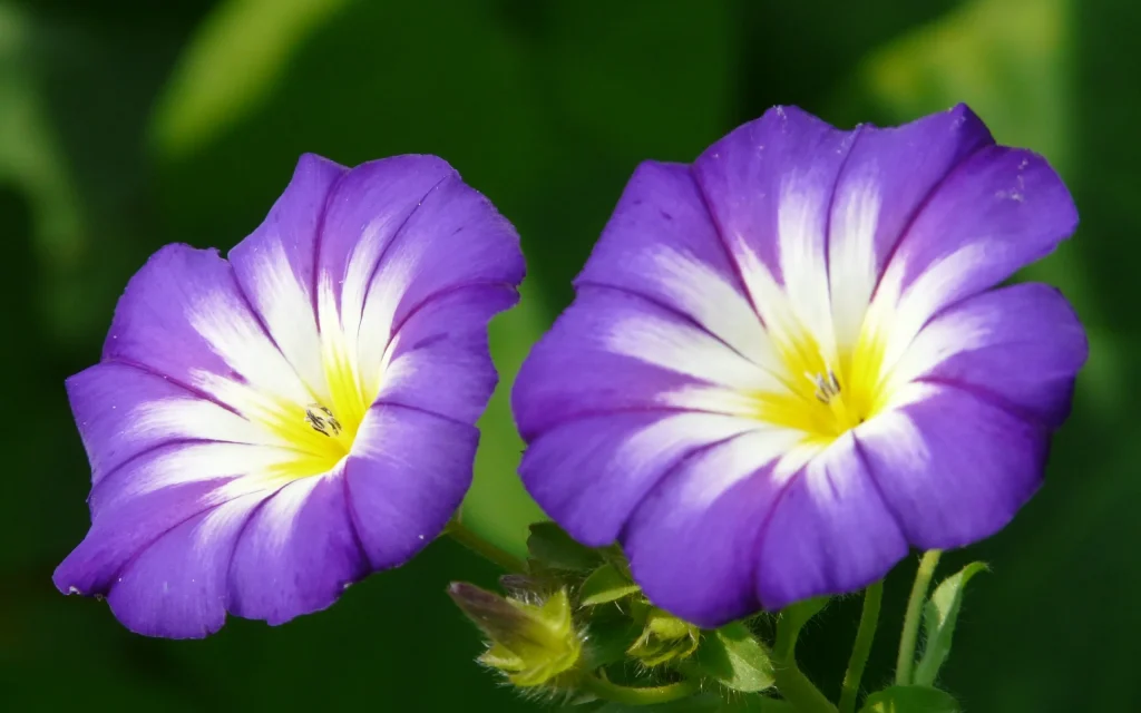 Жителям Брянской области разъяснят ответственность за выращивание ипомеи