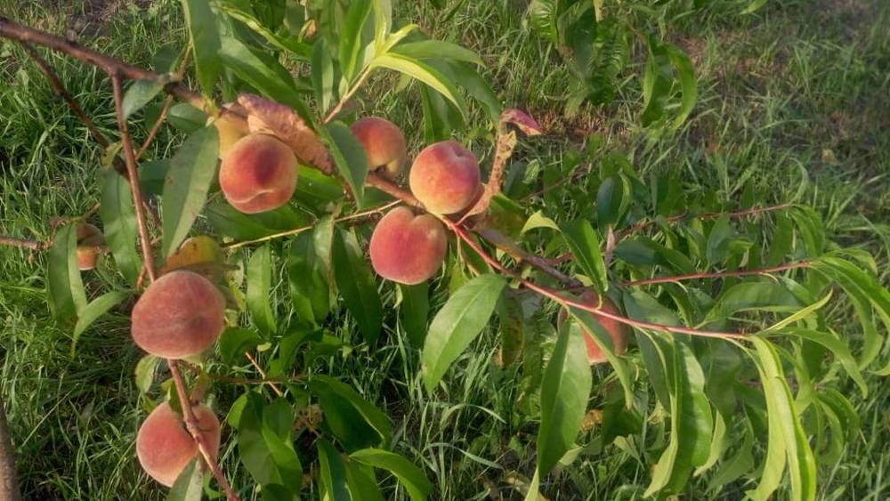 Брянские садоводы подготовились к большому урожаю персиков