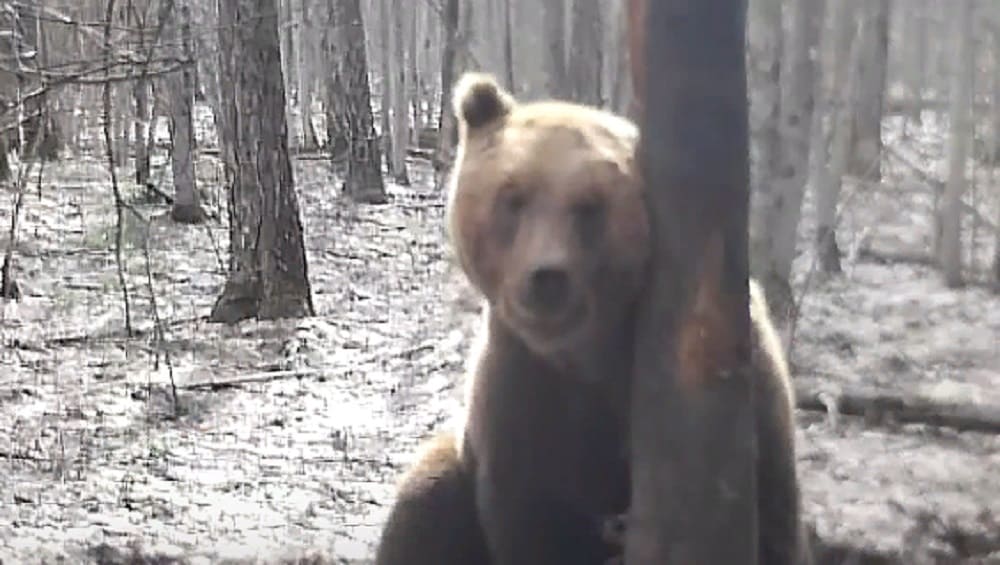 В брянских лесах с наступлением весны проснулись медведи