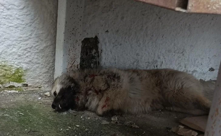 Волонтер обвинила чиновников в убийстве щенка перед приездом губернатора