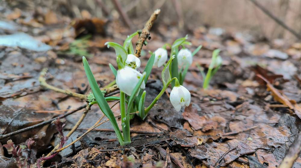 В брянских лесах зацвел первый весенний цветок − подснежник