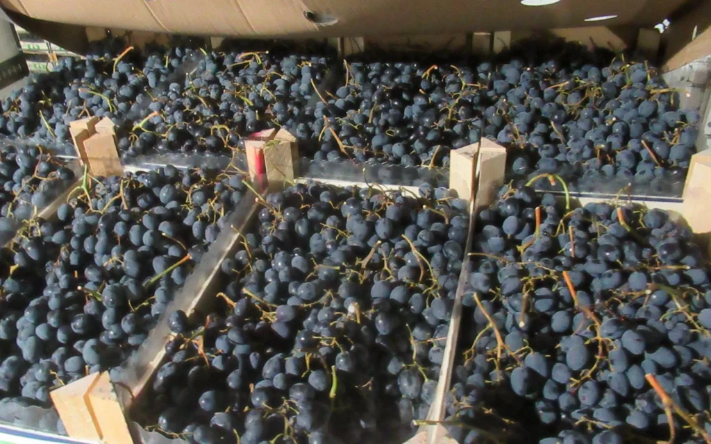 Брянские таможенники обнаружили молдавский виноград, который ввезли как плитку
