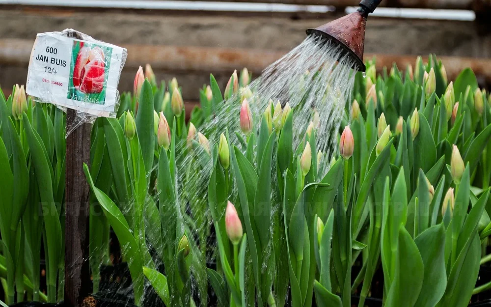 В Брянске к 8 Марта вырастили 16 тысяч тюльпанов