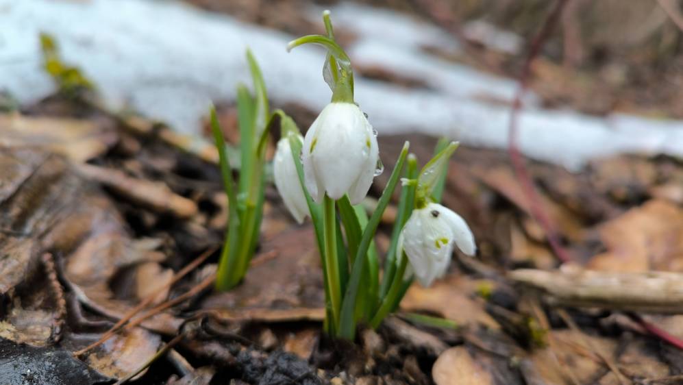 В брянских лесах зацвел первый весенний цветок-подснежник