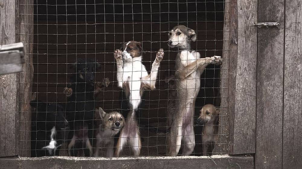 В рамках партийного проекта брянцы оказывают помощь животным