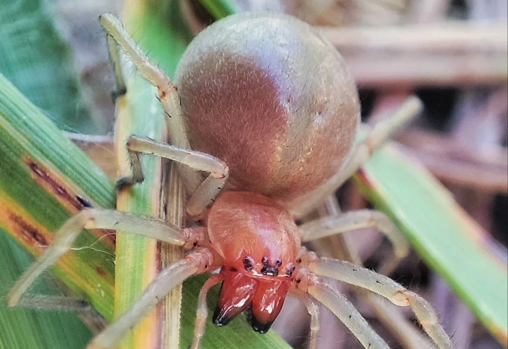 Студент рассказал о встрече в Брянской области с одним из самых опасных существ